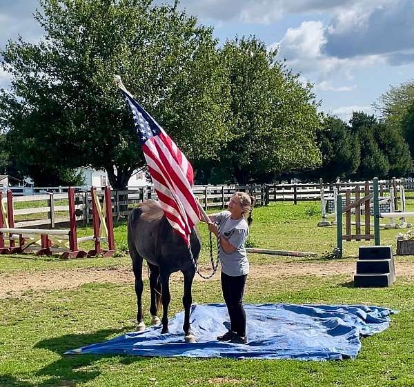 beginner-missouri-fox-trotter-horse