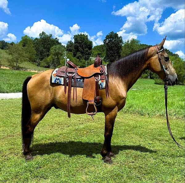 buckskin-see-pics-horse