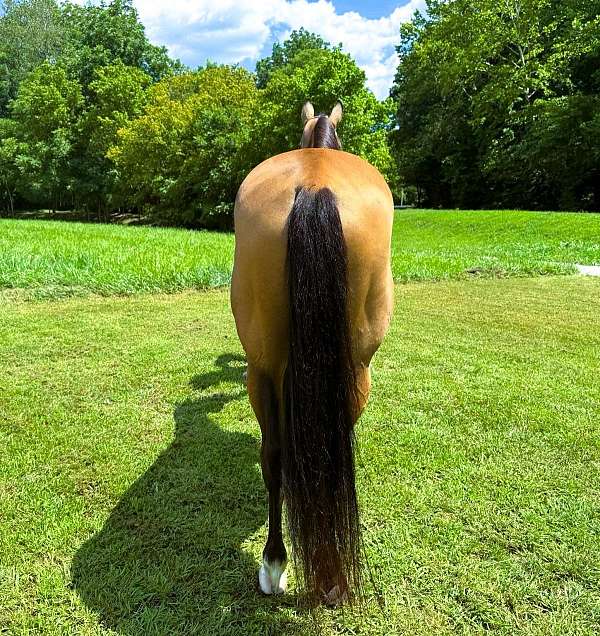 flashy-kentucky-mountain-horse