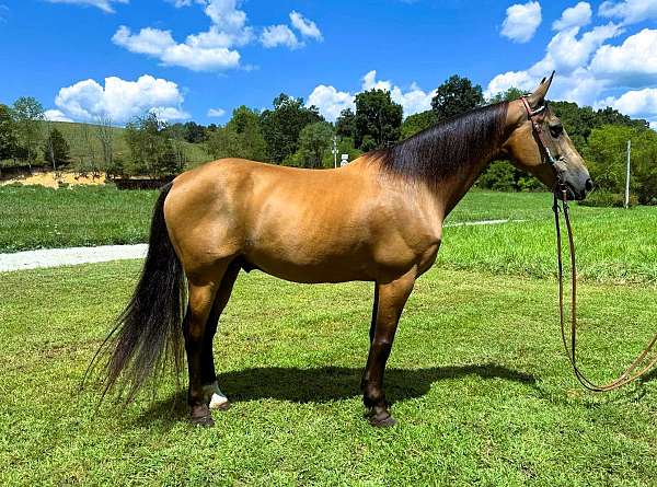 family-kentucky-mountain-horse