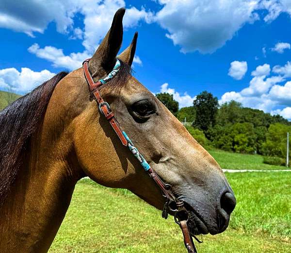 trail-kentucky-mountain-horse