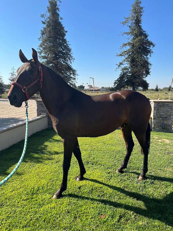 black-andalusian-mare-stallion