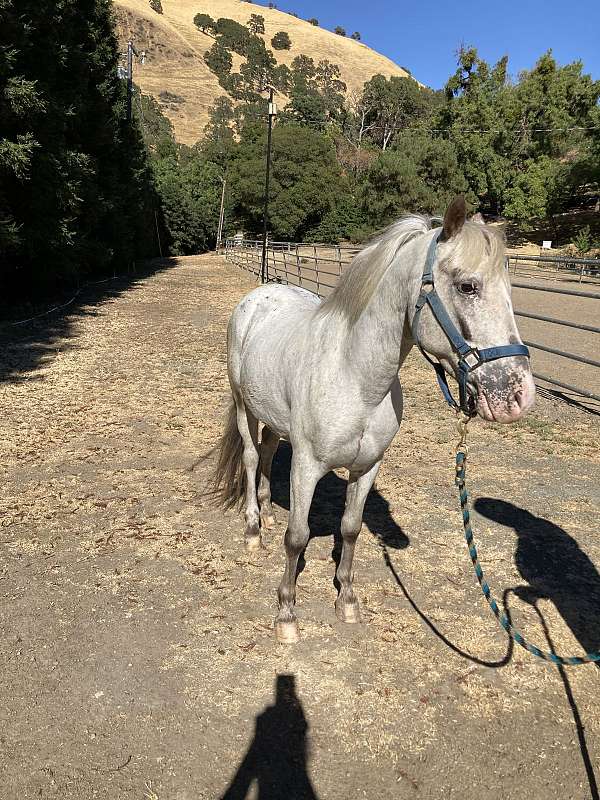 brown-markings-horse