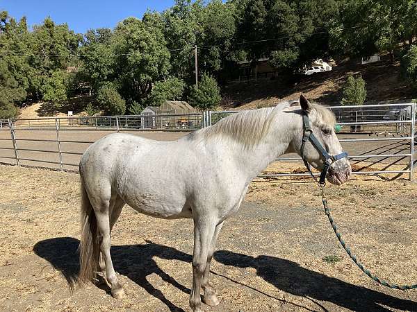 grey-brown-markings-horse