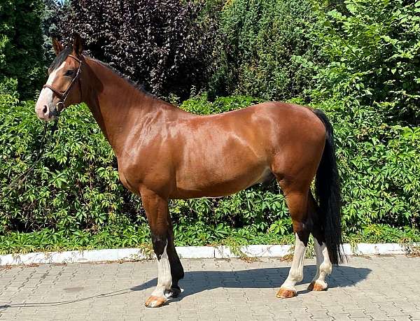 brown-jumper-show-horse