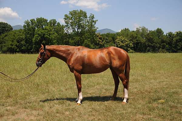 and-willing-thoroughbred-horse