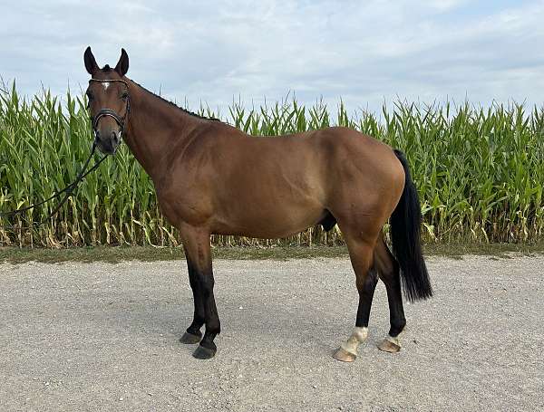 warmblood-gelding