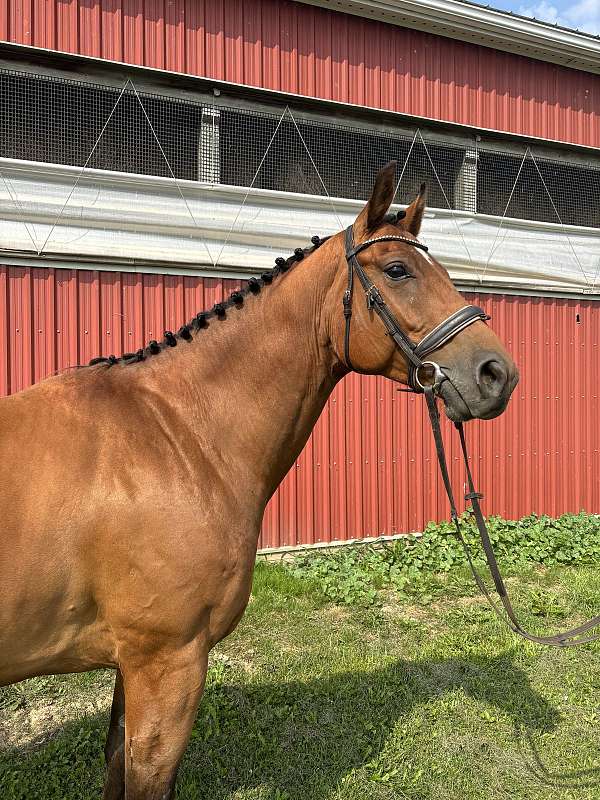 warmblood-horse-for-sale