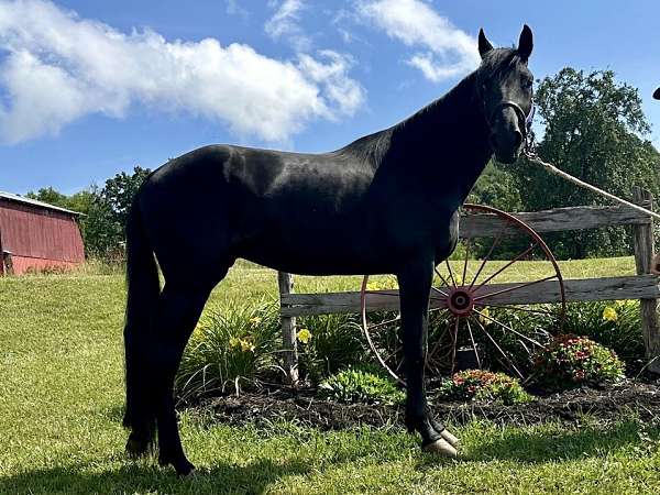 buck-standardbred-horse