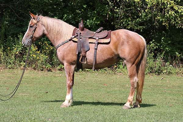 working-cow-belgian-horse