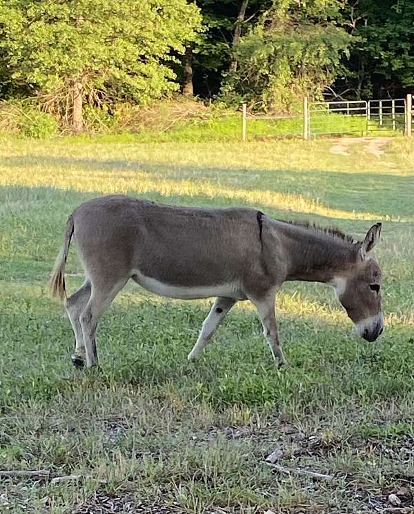 grey-donkey-miniature-donkey