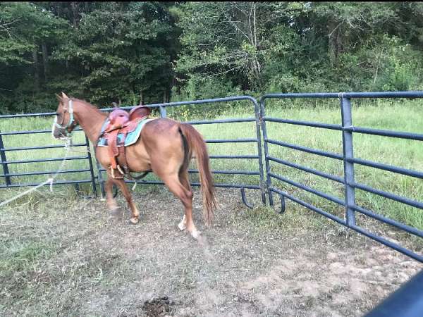 quarter-horse-gelding