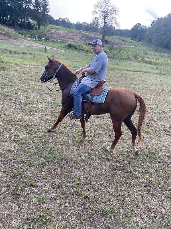 quarter-horse-gelding