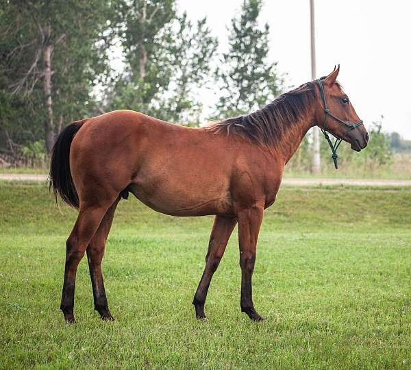 all-around-quarter-horse