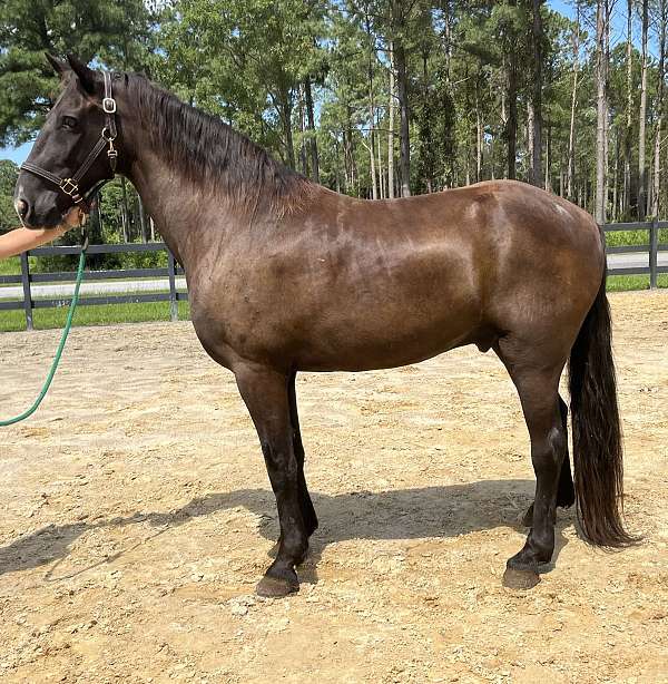 black-tennessee-walking-gelding