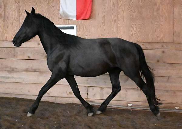 working-eq-friesian-horse