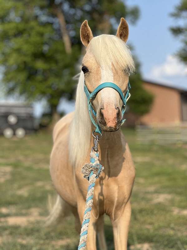 palomino-amhr-aspc-filly-mare