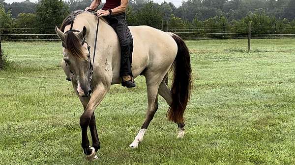 athletic-tennessee-walking-horse