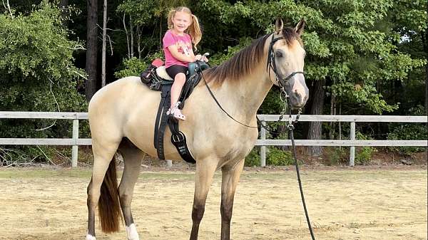 experienced-tennessee-walking-horse