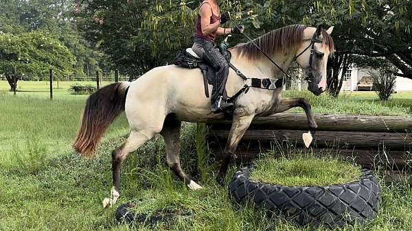 flashy-tennessee-walking-horse