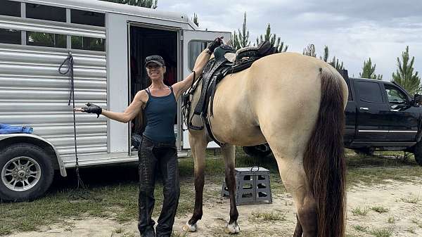 gaited-tennessee-walking-horse