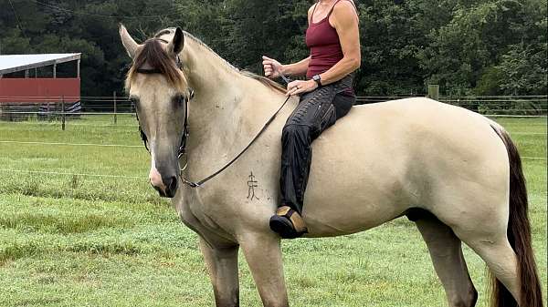 husband-safe-tennessee-walking-horse