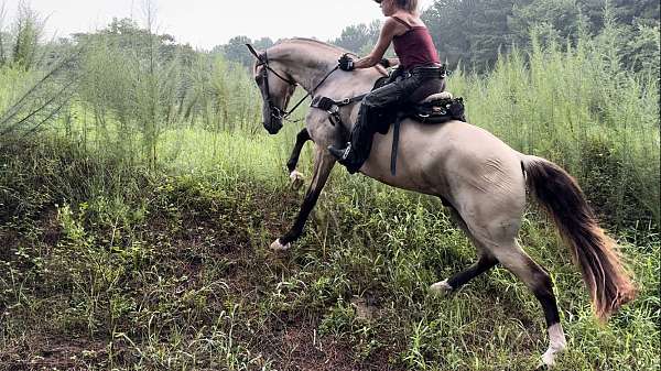 kid-safe-tennessee-walking-horse