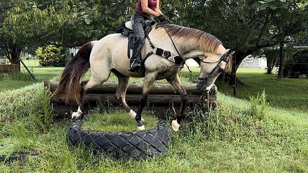 natural-horsemanship-training-tennessee-walking-horse