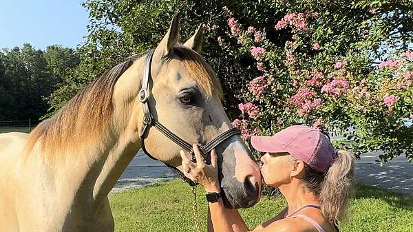 trail-tennessee-walking-horse