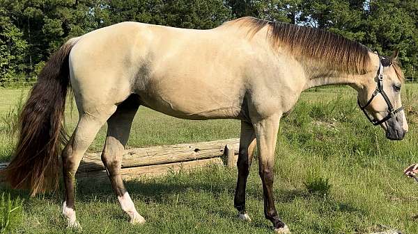 trail-riding-tennessee-walking-horse