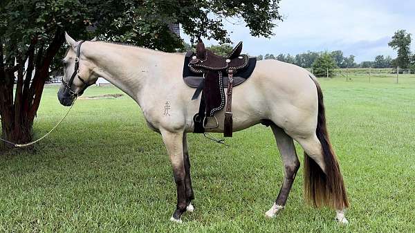 western-pleasure-tennessee-walking-horse