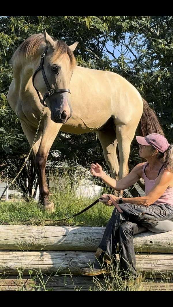 western-riding-tennessee-walking-horse