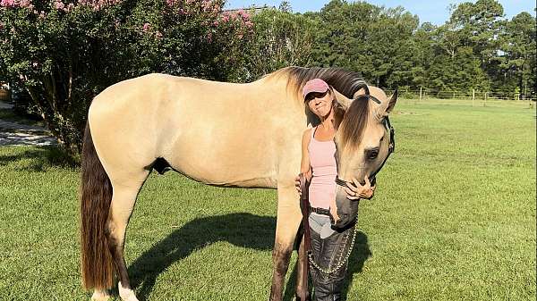 buckskin-tennessee-walking-gelding