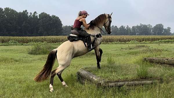 buckskin-athletic-horse