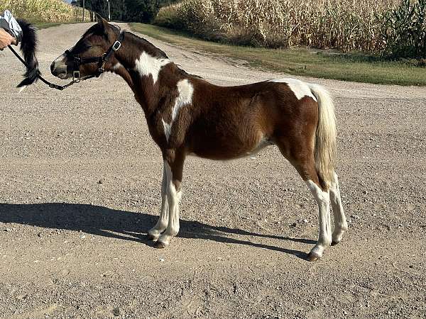 bay-pinto-weanling