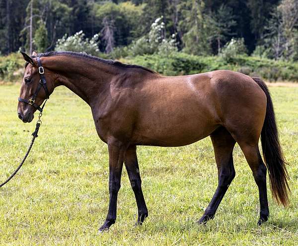 kwpn-thoroughbred-filly