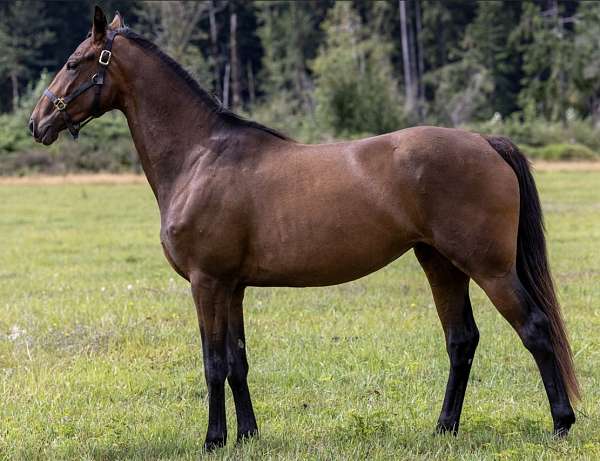 dutch-warmblood-filly