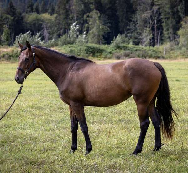 dutch-warmblood-horse-for-sale