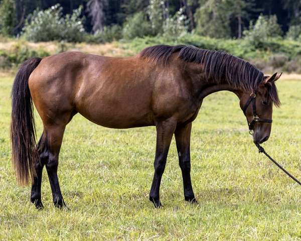 dutch-warmblood-horse