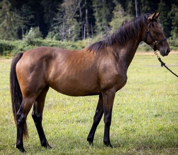 dutch-warmblood