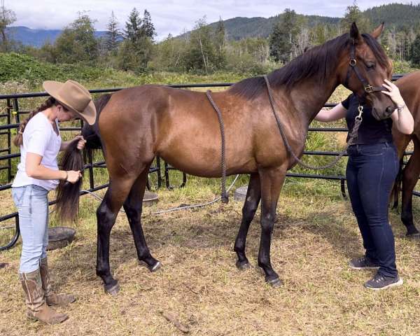 cross-thoroughbred-horse