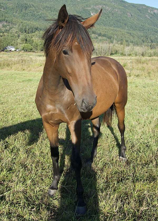 eventing-thoroughbred-horse