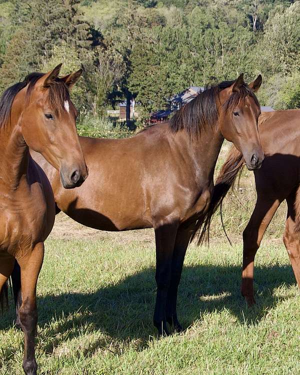 harness-thoroughbred-horse