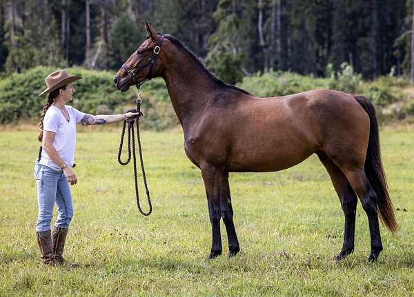 dressage-thoroughbred-horse