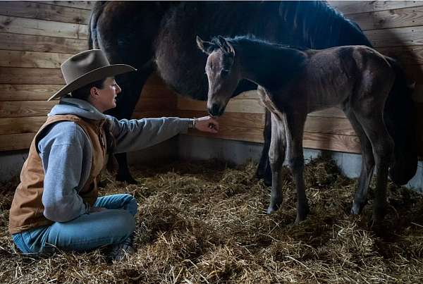 jumper-thoroughbred-horse