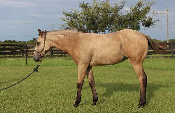 buckskin-yearling-quarter-horse