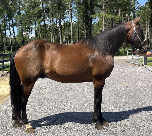 bay-tennessee-walking-gelding