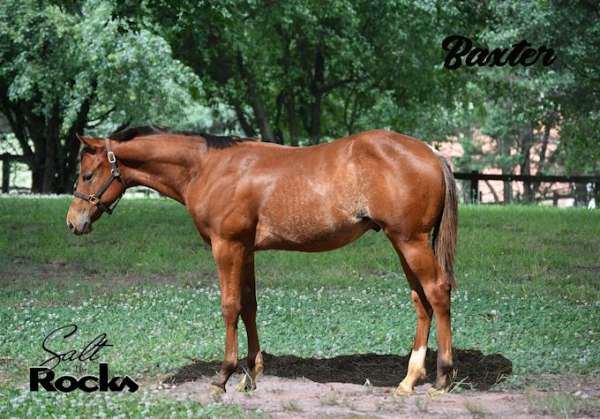 longe-line-prospect-quarter-horse