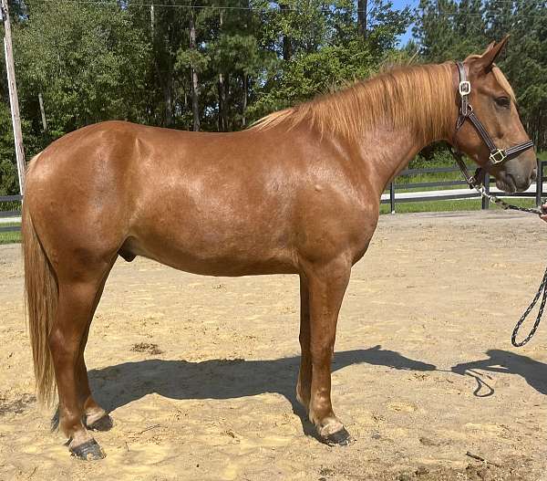 sorrel-quarter-horse-gelding