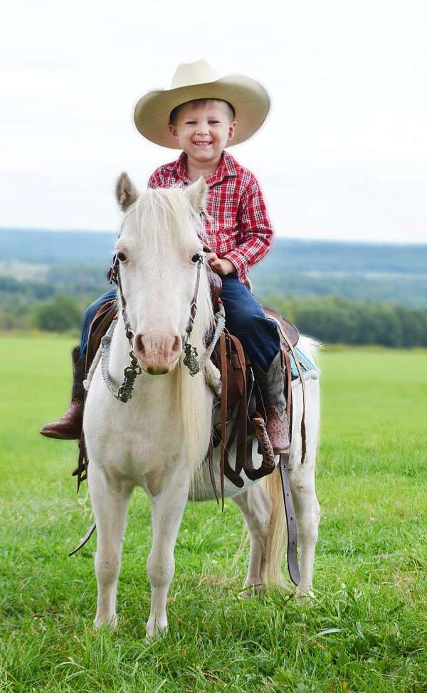 white-mini-miniature-pony